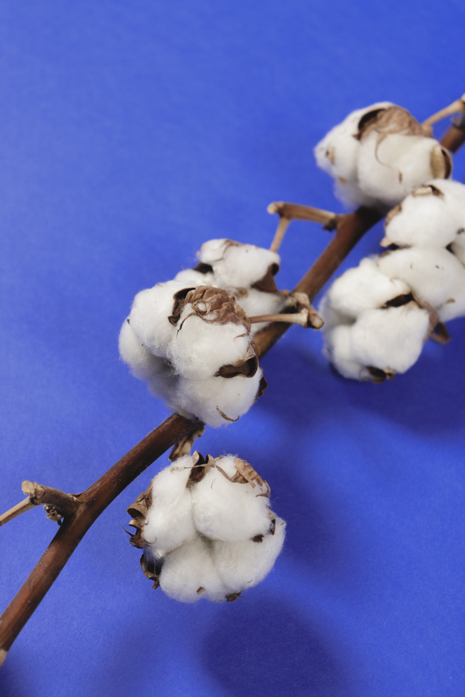 Close-up of a cotton branch against a dark blue background.